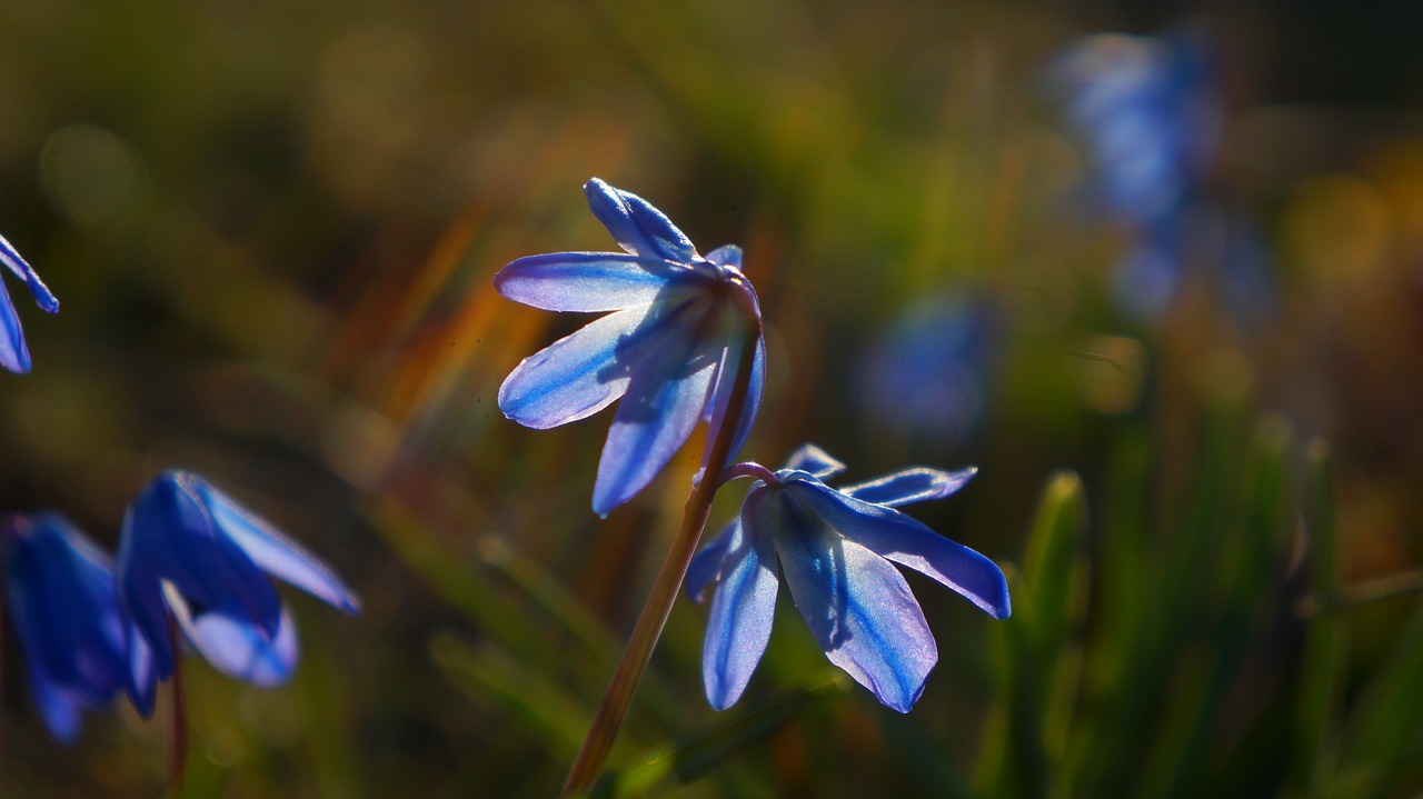 nature  plant  flowering free photo