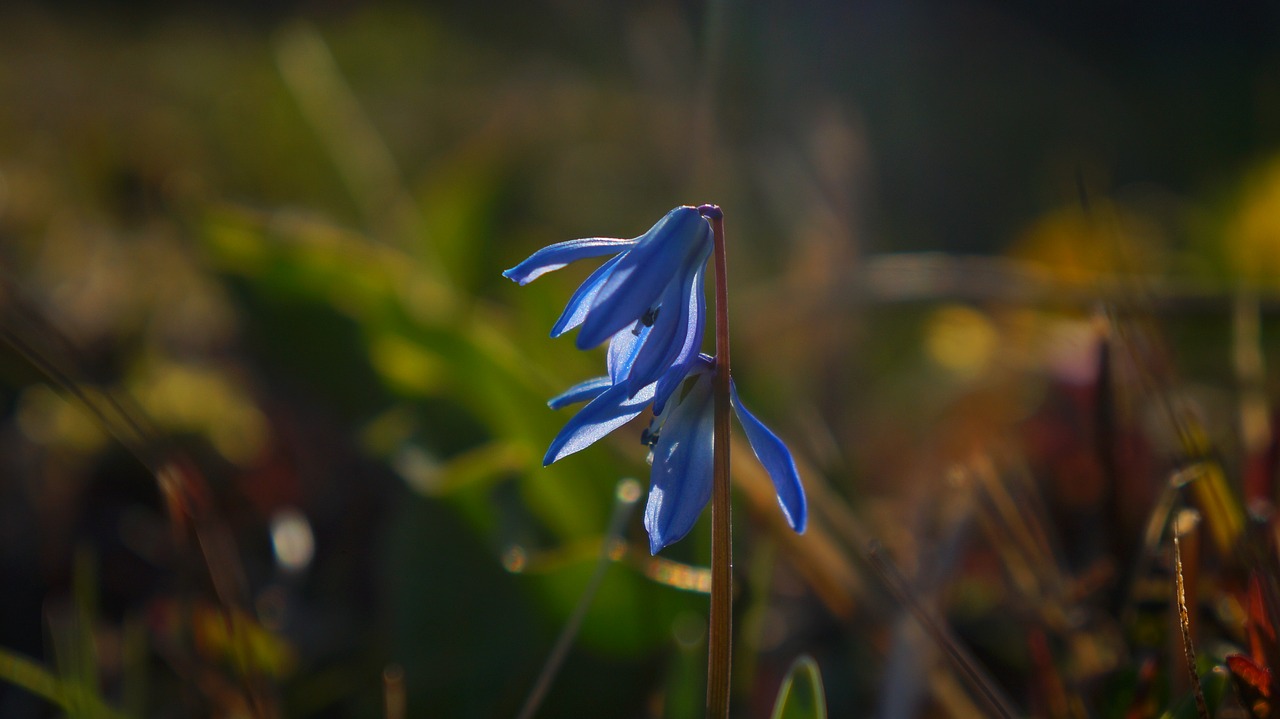 nature  plant  flowering free photo