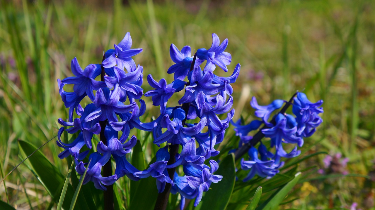 nature  plant  flowering free photo