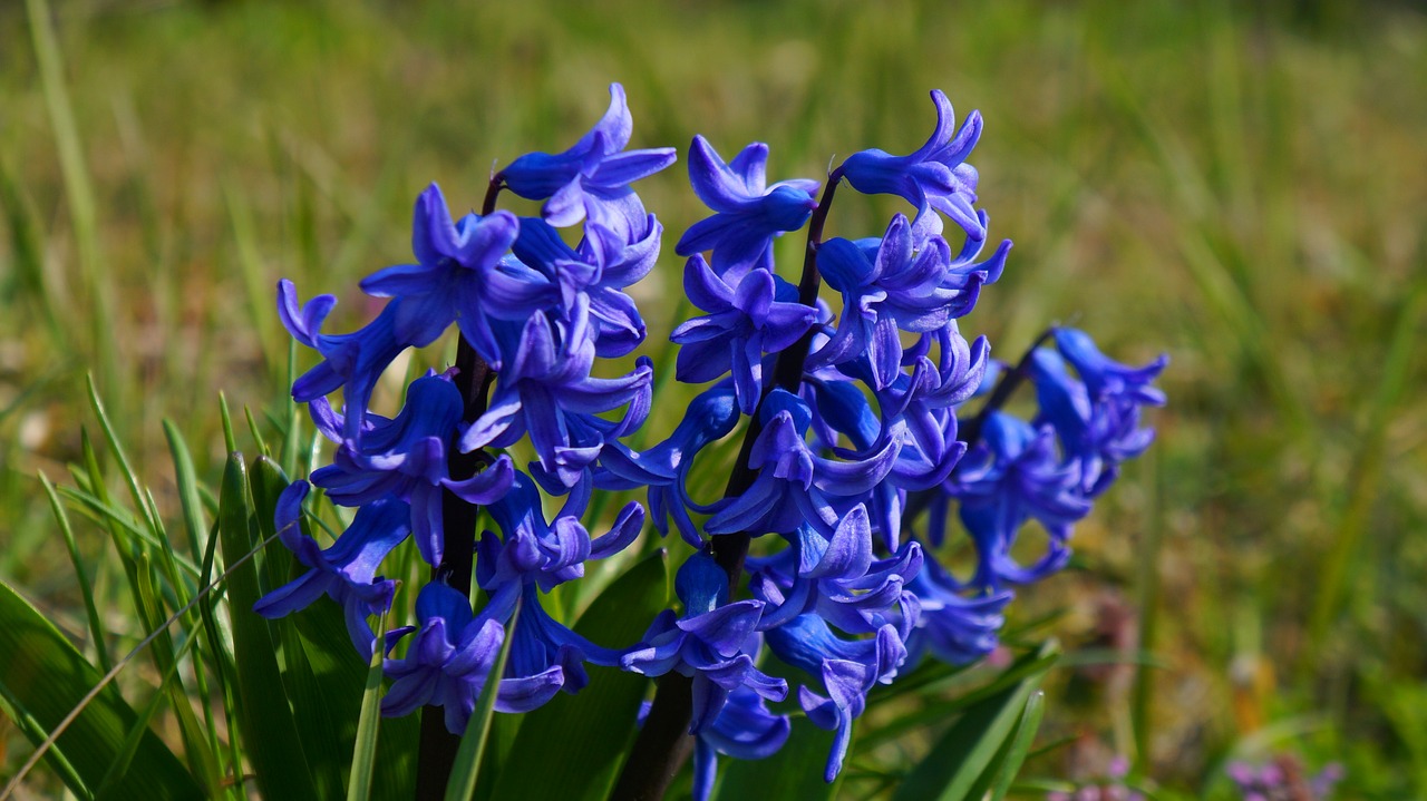 nature  plant  flowering free photo