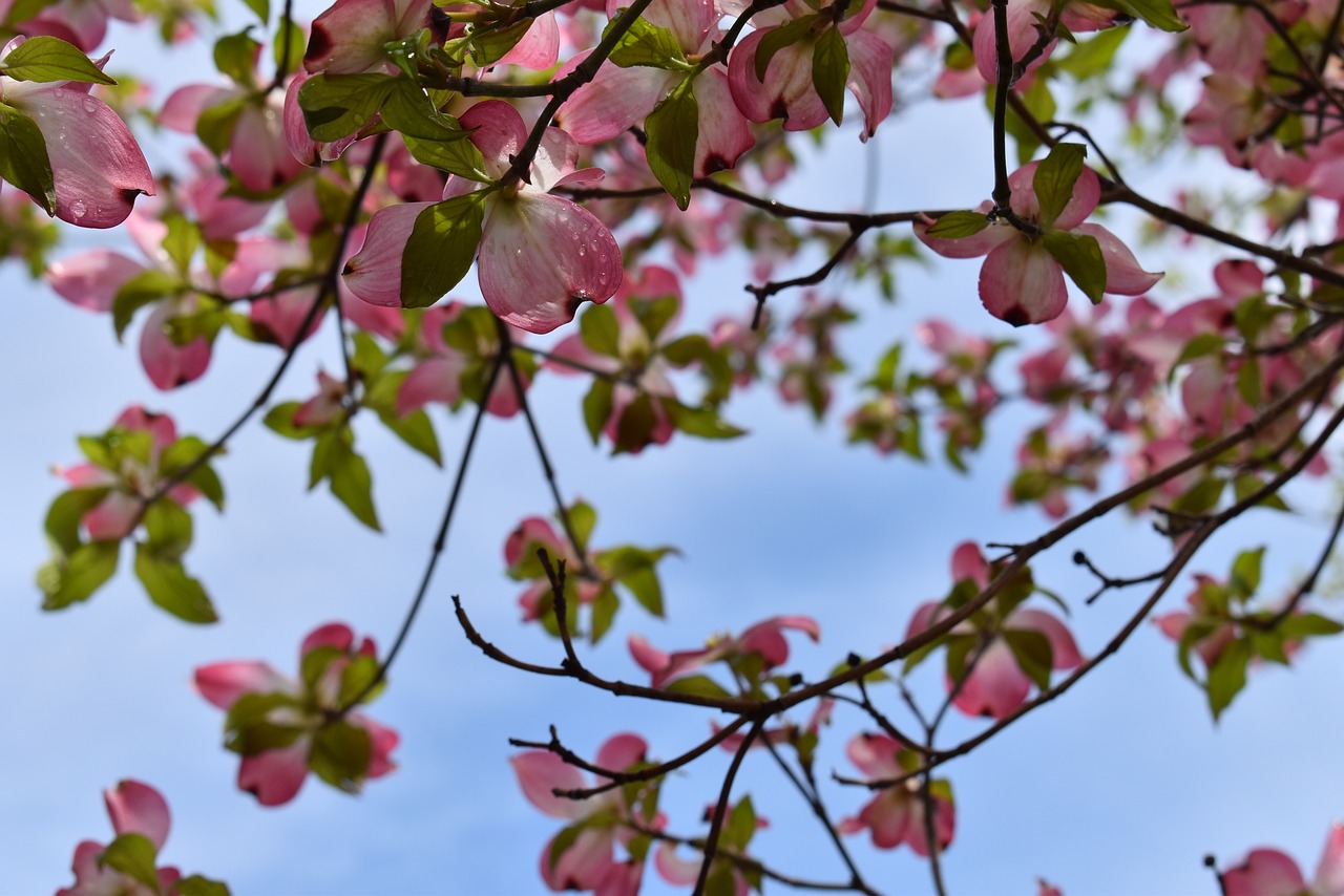 nature  branch  tree free photo