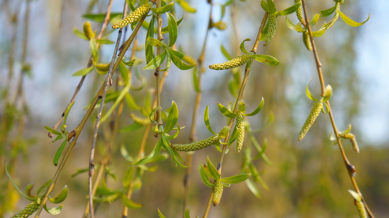 nature  plant  tree free photo