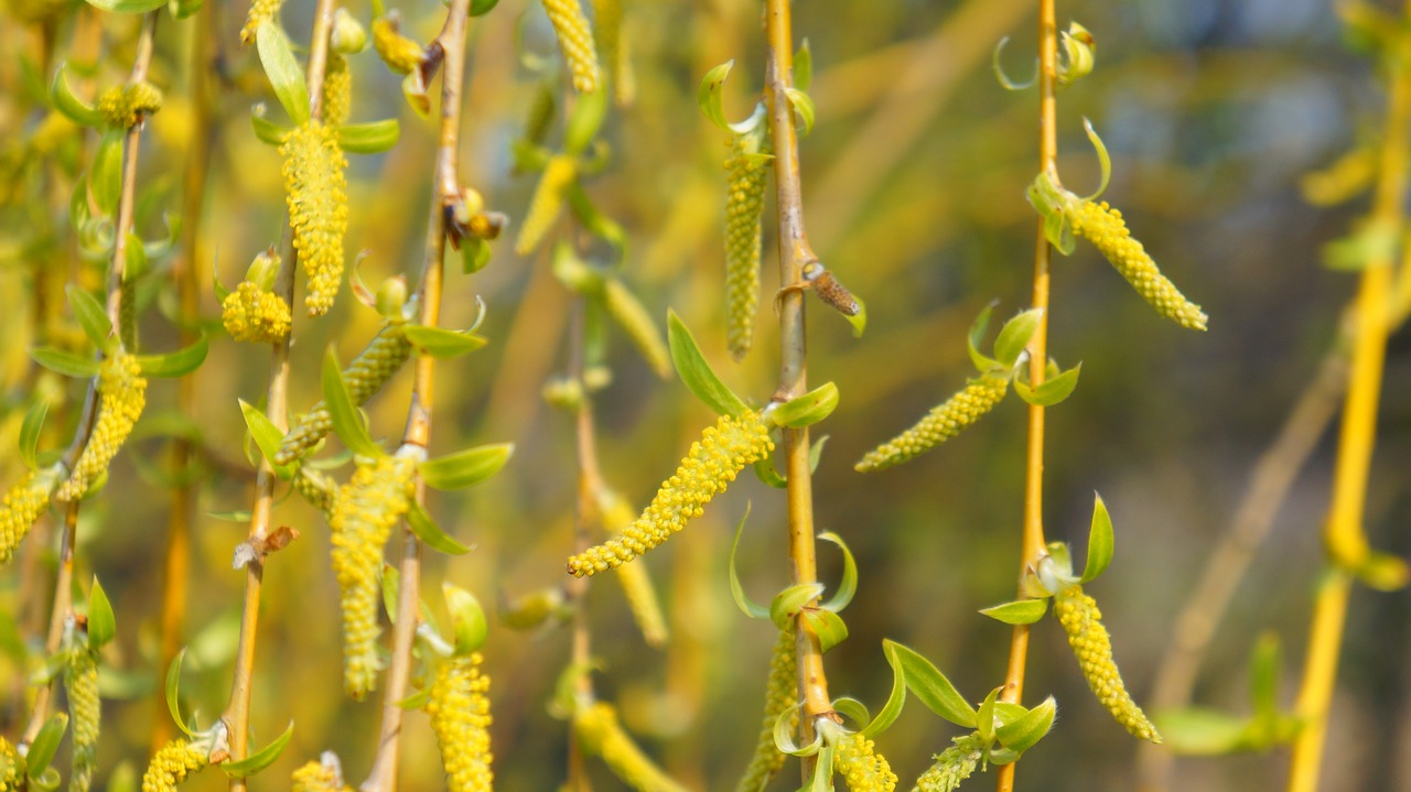 nature  plant  tree free photo