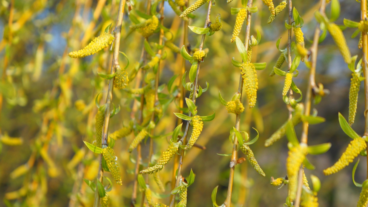 nature  plant  tree free photo