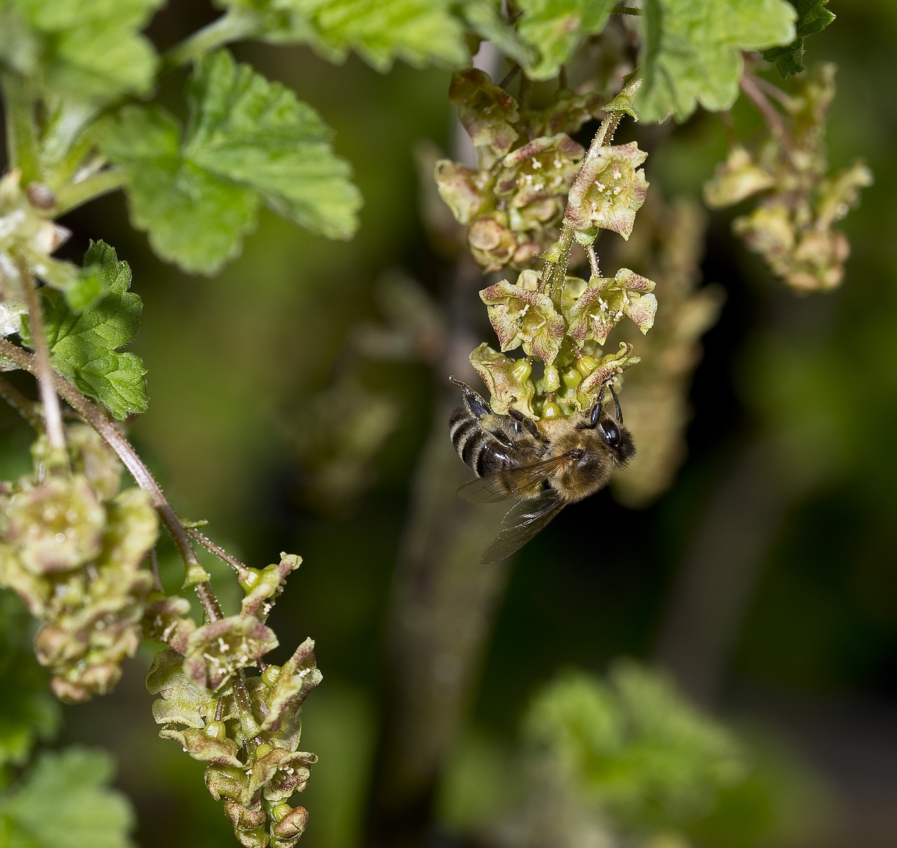 nature  bees  honey bee free photo