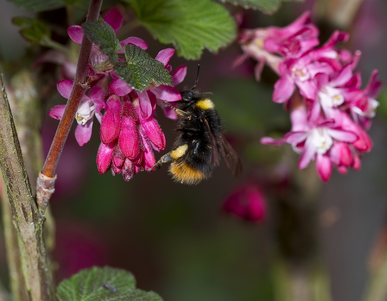 nature  hummel  pollination free photo