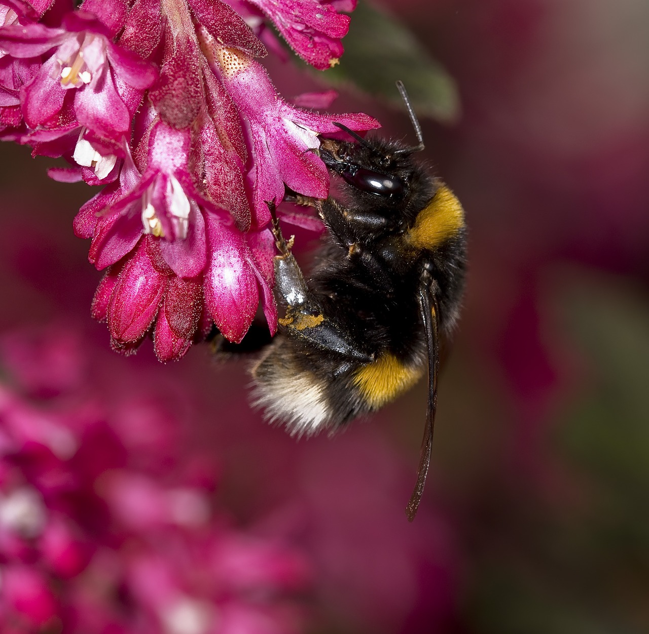 nature  hummel  pollination free photo