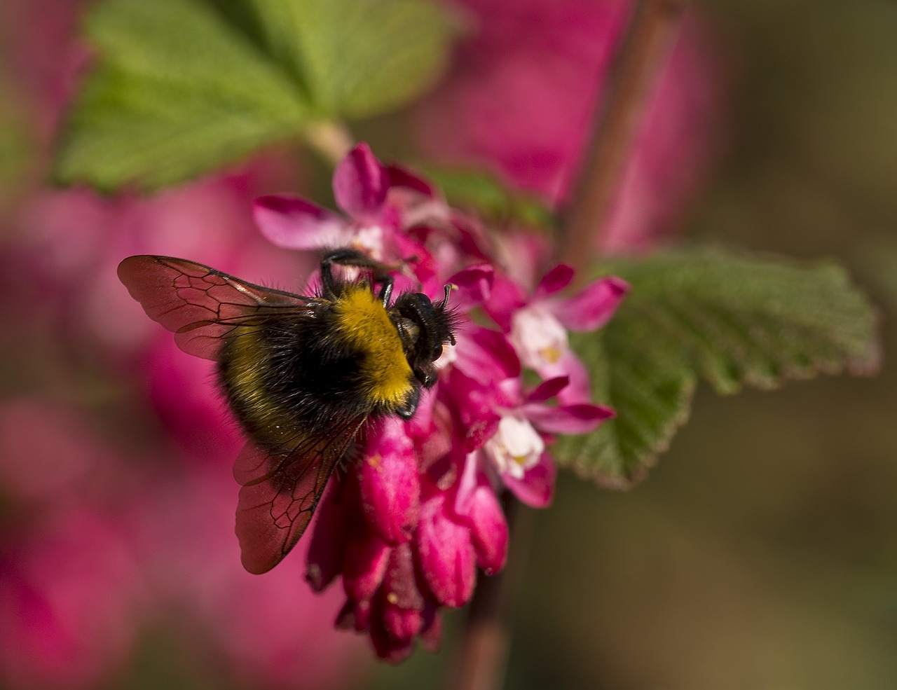 nature  hummel  pollination free photo