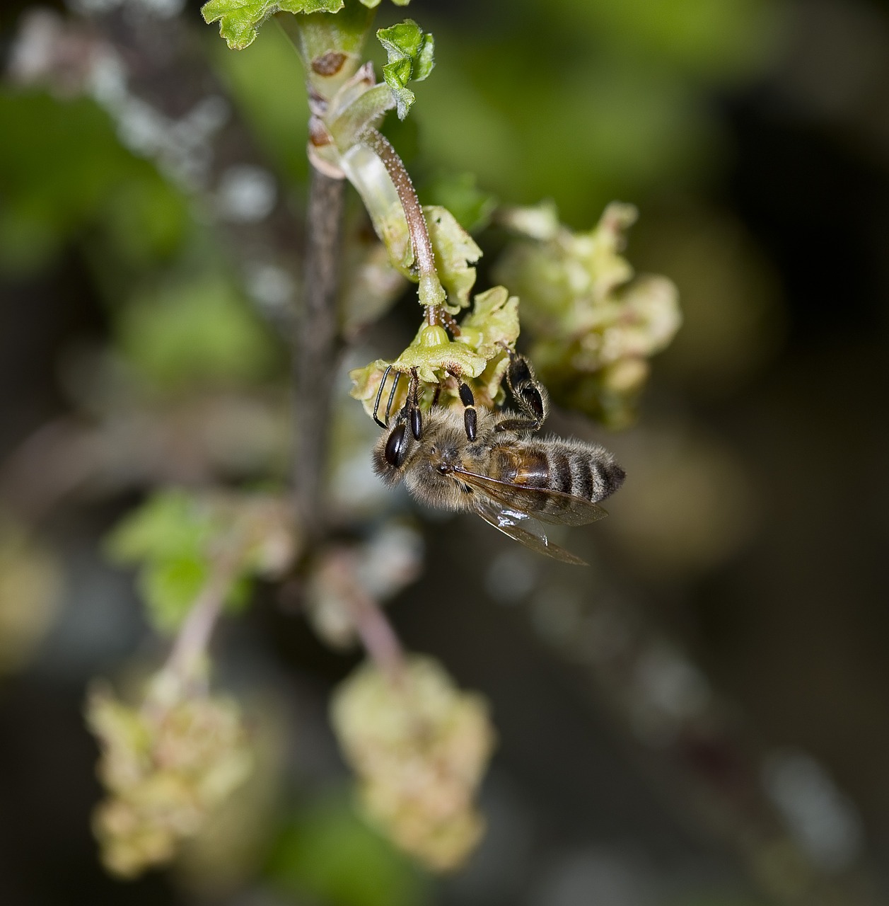 nature  bees  pollination free photo