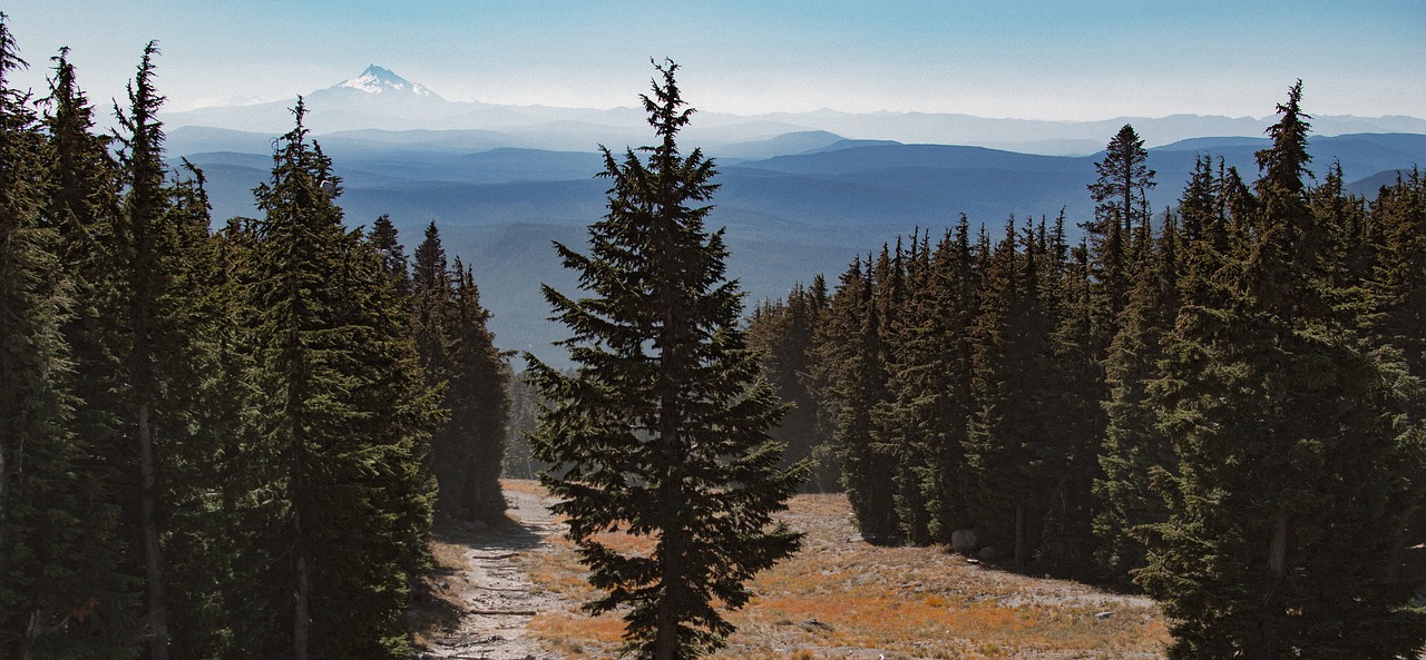 nature  mountain  pinetree free photo