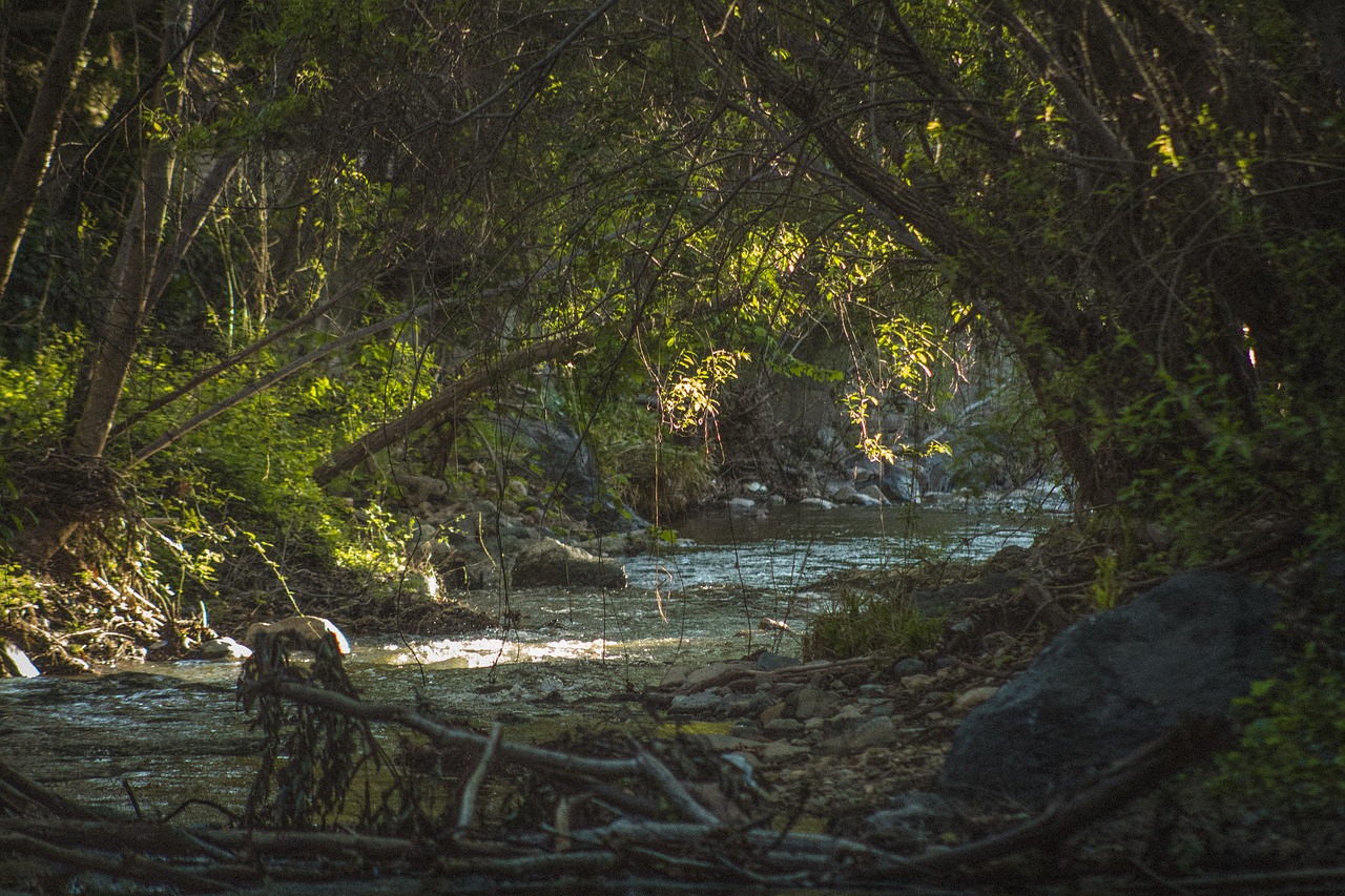 nature  greenery  forest free photo