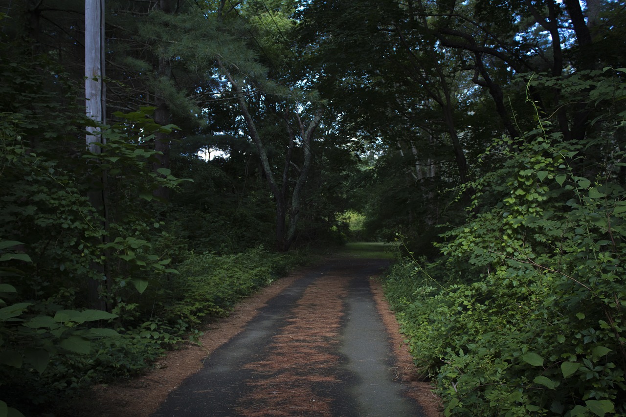 nature  ominous  outdoors free photo