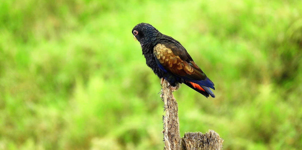 Nature, ave, bird, parrot, colombia - free image from needpix.com