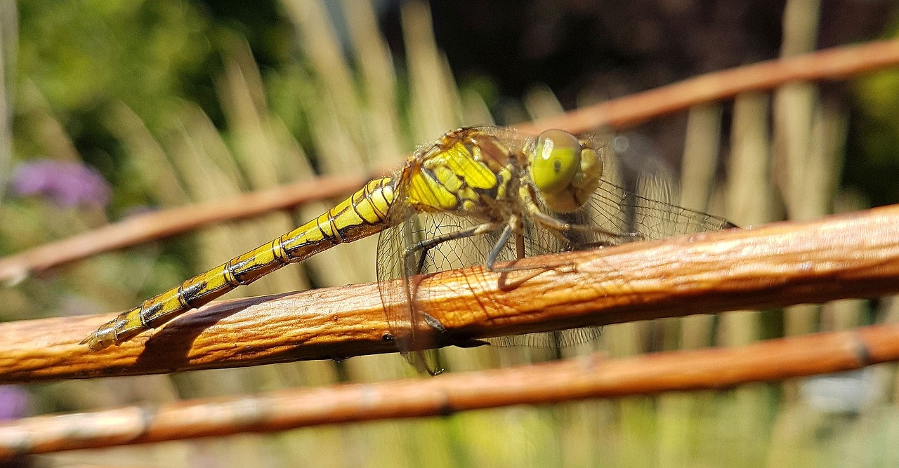 nature  dragonfly  insect free photo