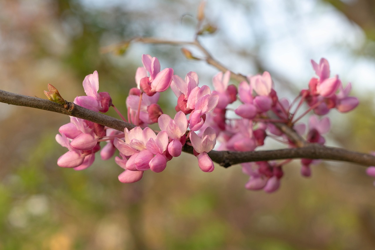 nature  love  romance free photo