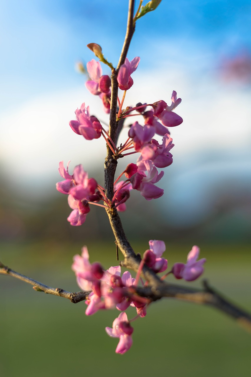 nature  pink  flowers free photo