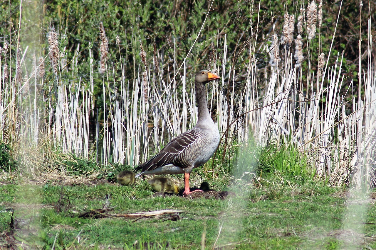 nature  hiking  geese free photo