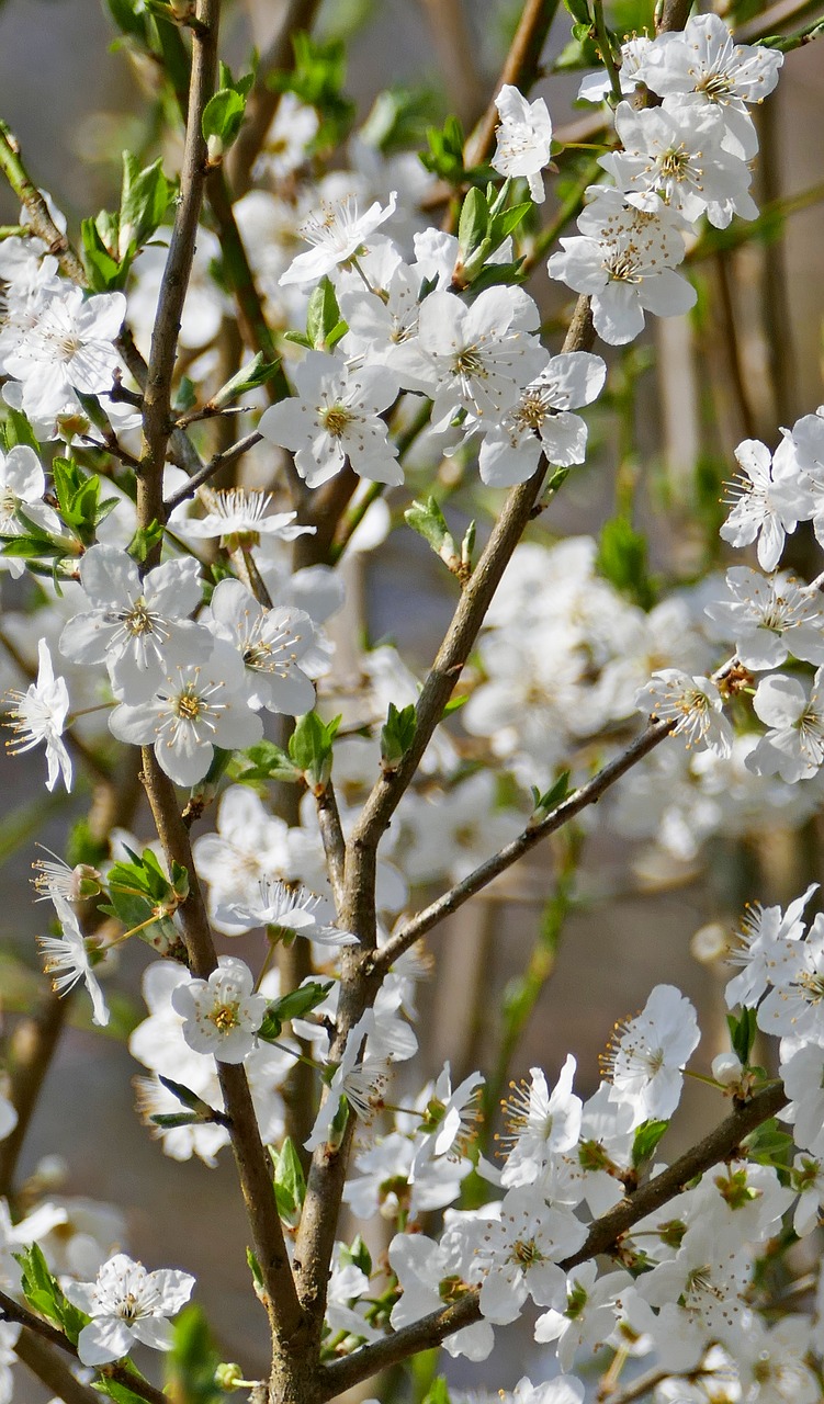 nature  tree  blossom free photo