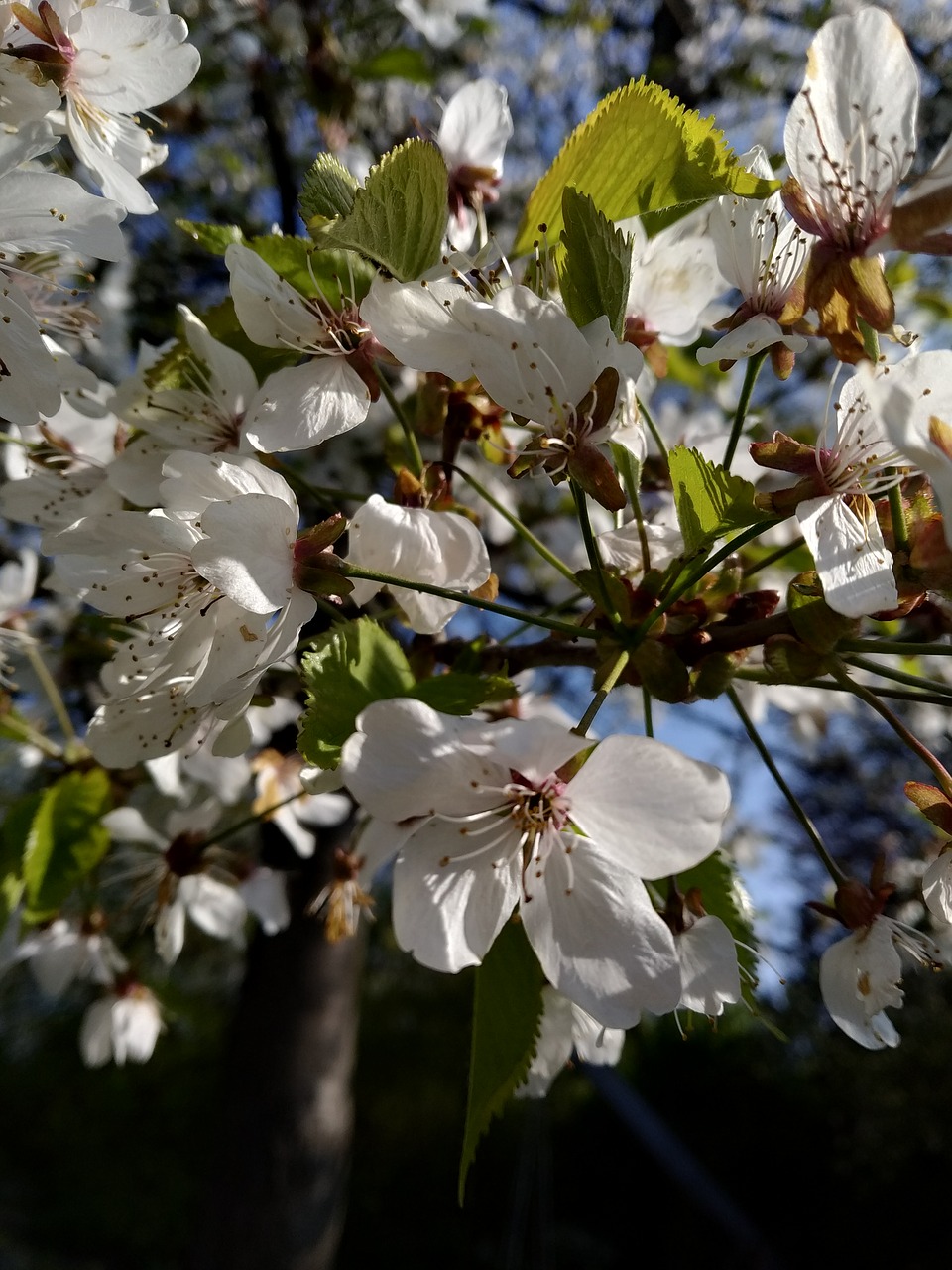 nature  bush  flower free photo