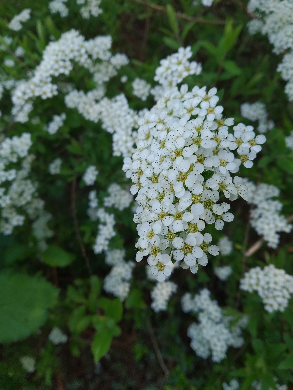 nature  bush  flower free photo