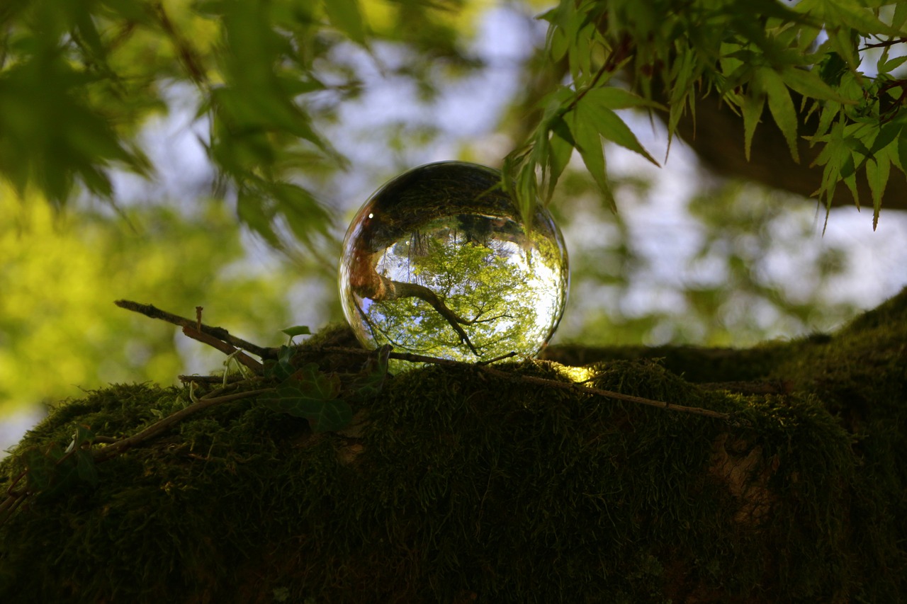 nature  tree  spring free photo