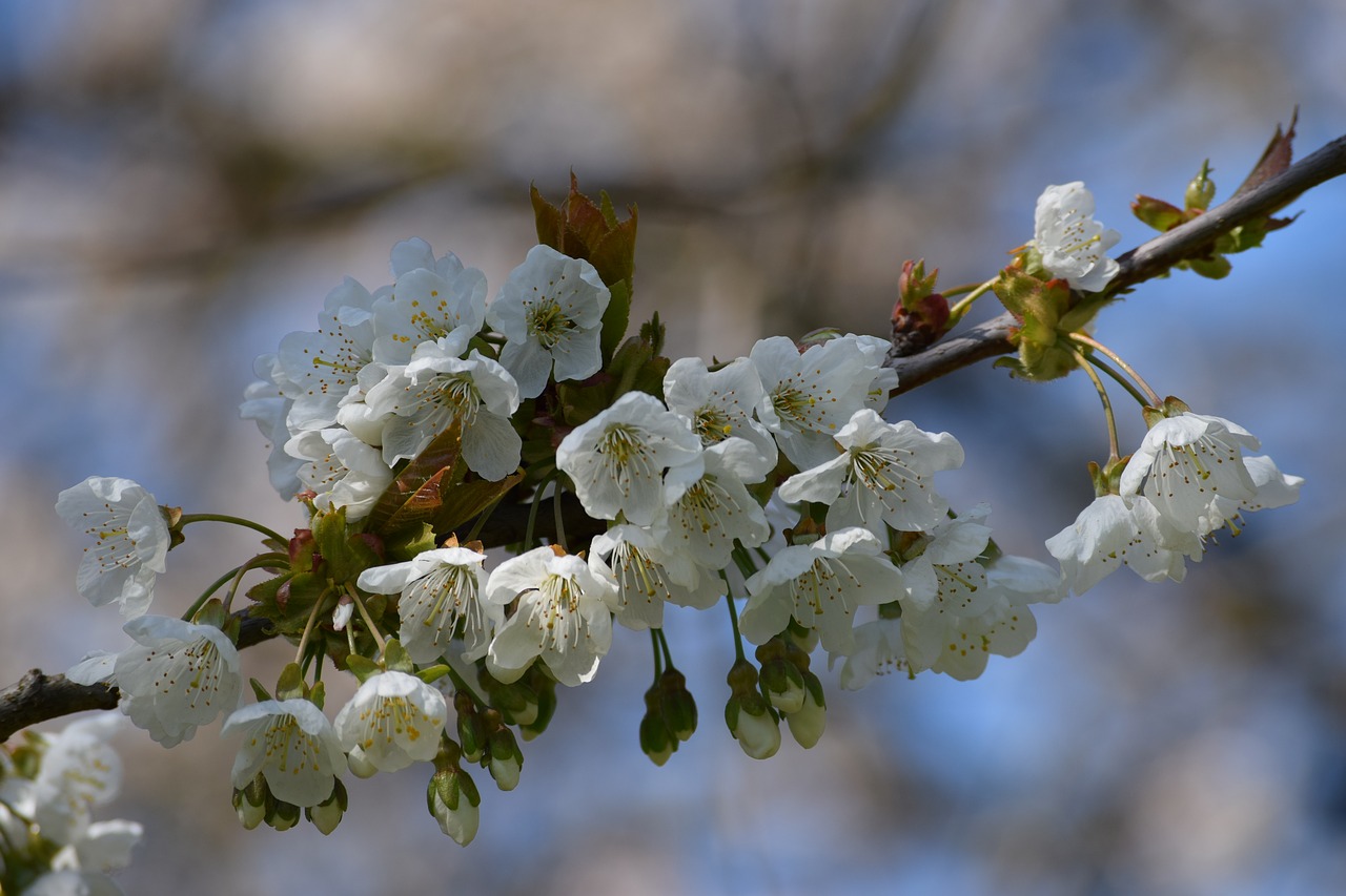 nature  spring  garden free photo