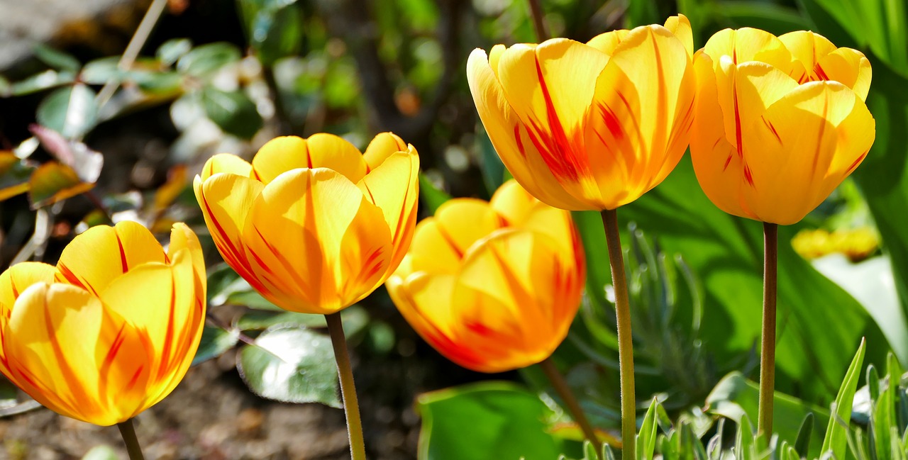 nature  plant  flowers free photo