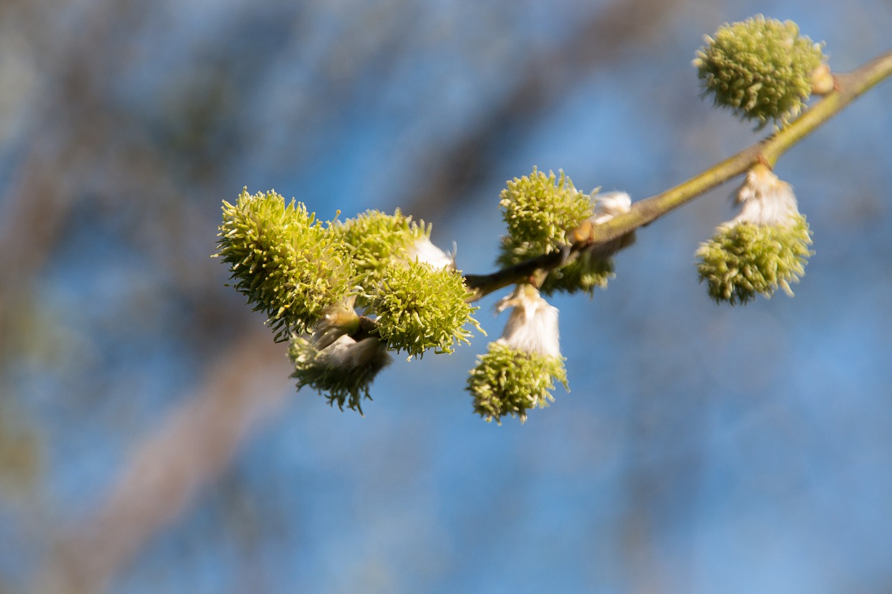 nature  spring  bud free photo