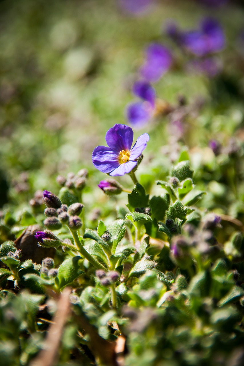 nature  spring  bud free photo