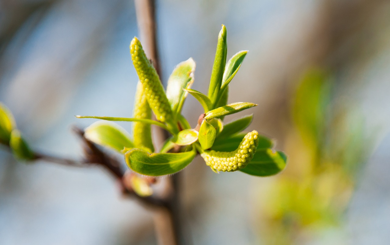 nature  spring  bud free photo