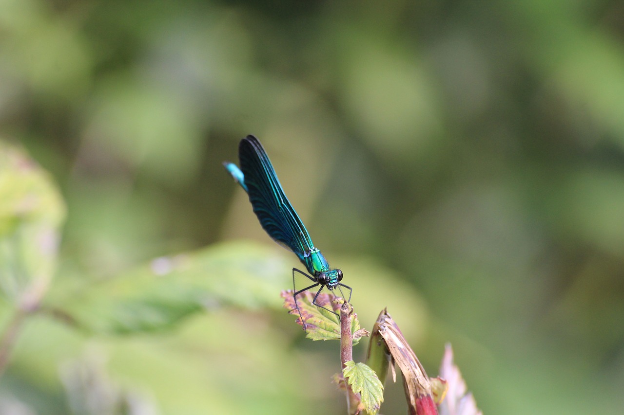 nature  dragonfly  insect free photo