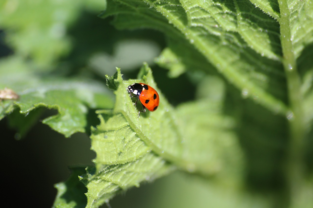 nature  ladybug  summer free photo