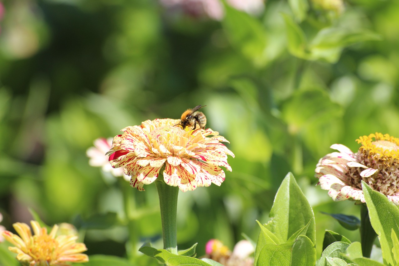 nature  flowers  bee free photo