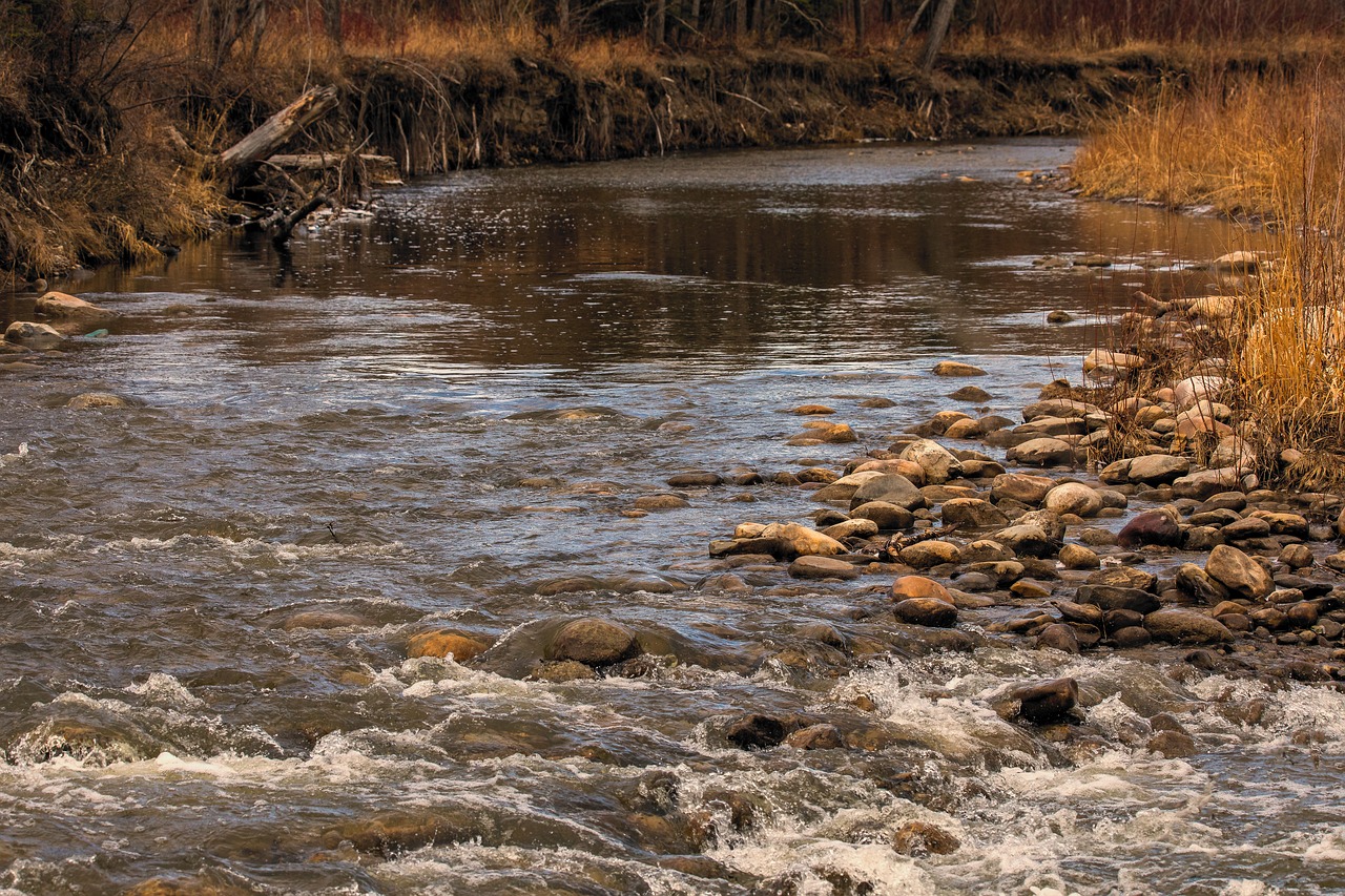 nature  river  stream free photo