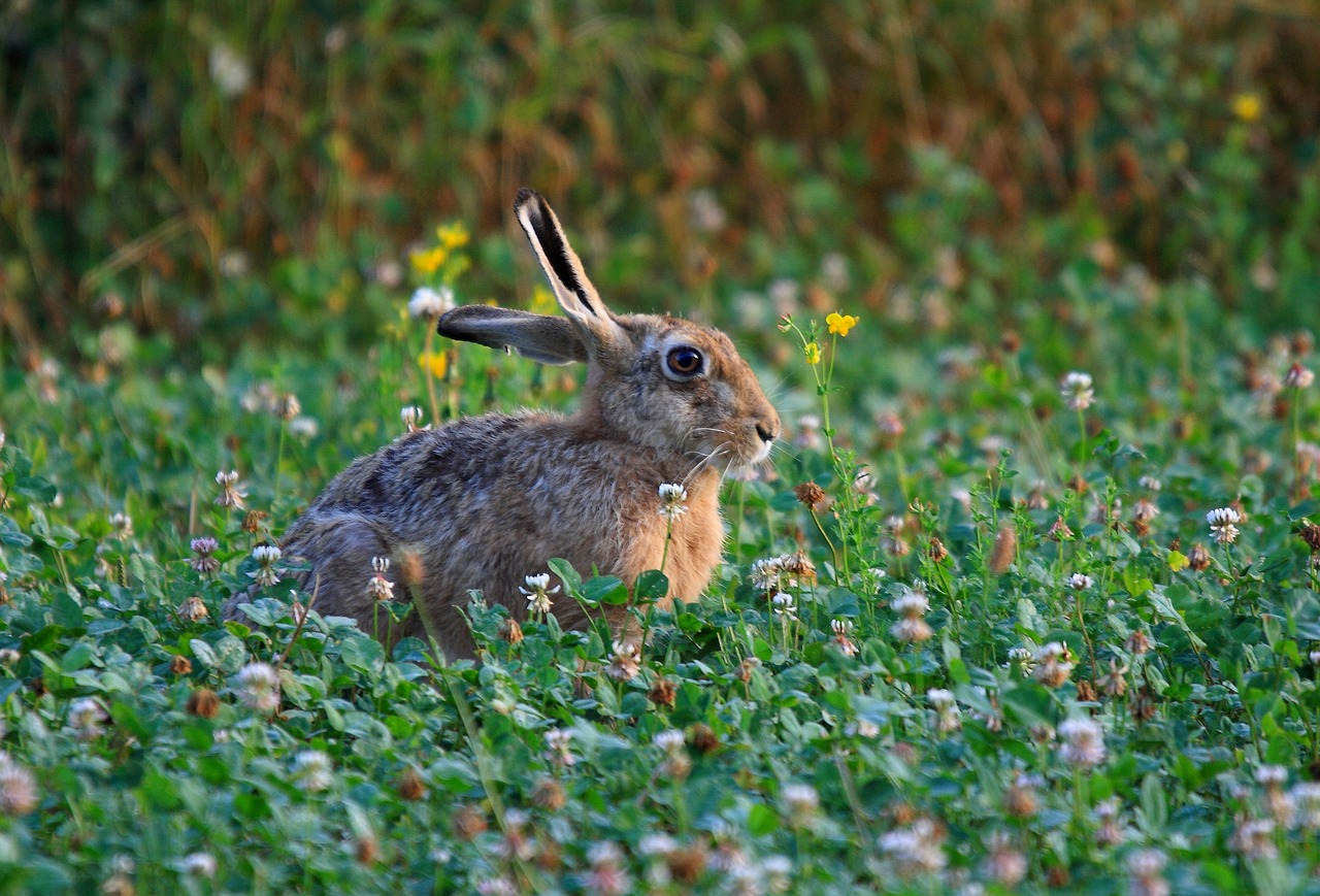 nature  hare  rabbit free photo