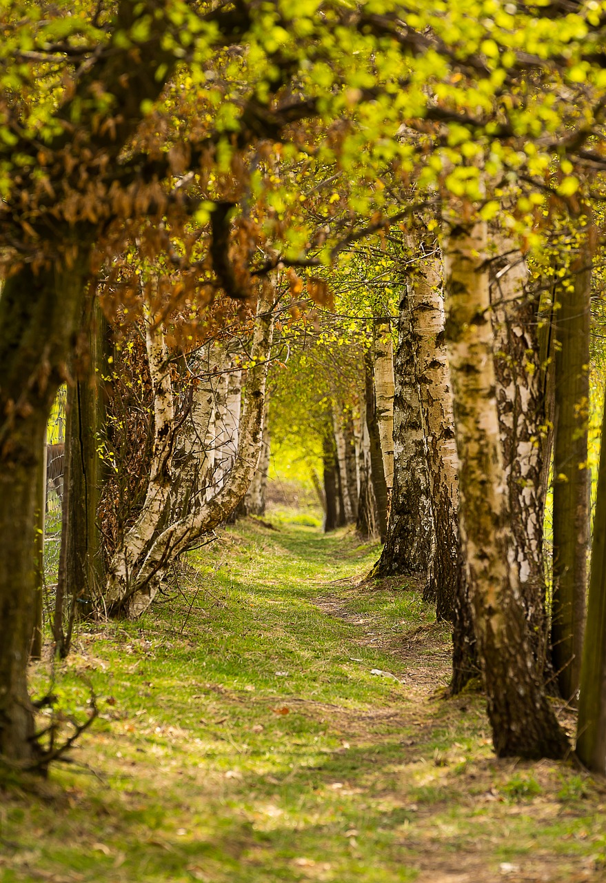 nature  trees  away free photo