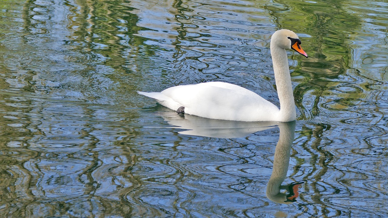 nature  animals  swan free photo
