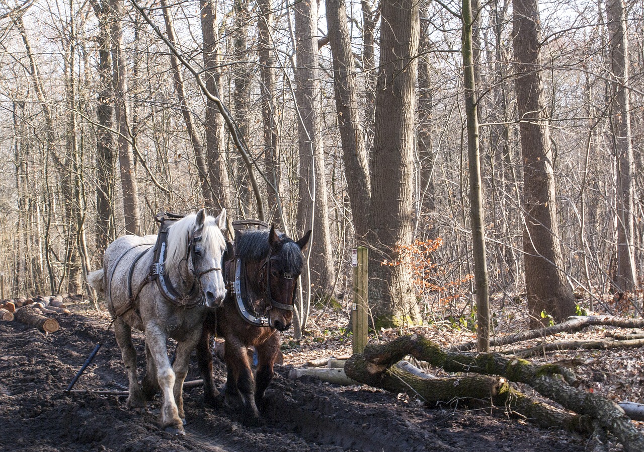 nature  forest  horse free photo