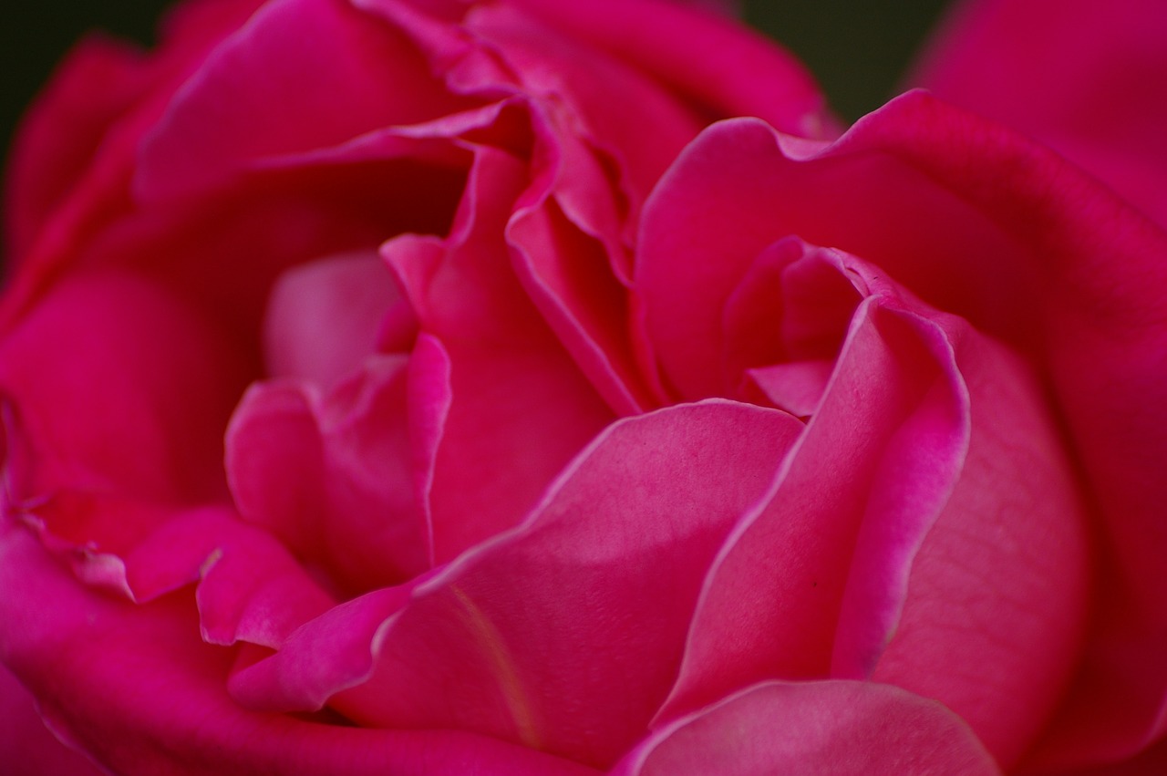 nature  flower  red free photo