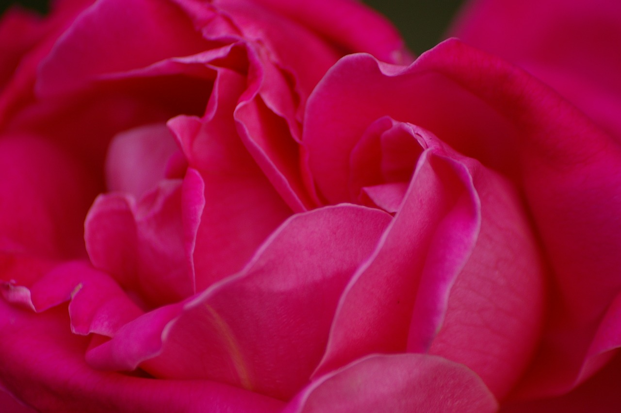 nature  flower  red free photo