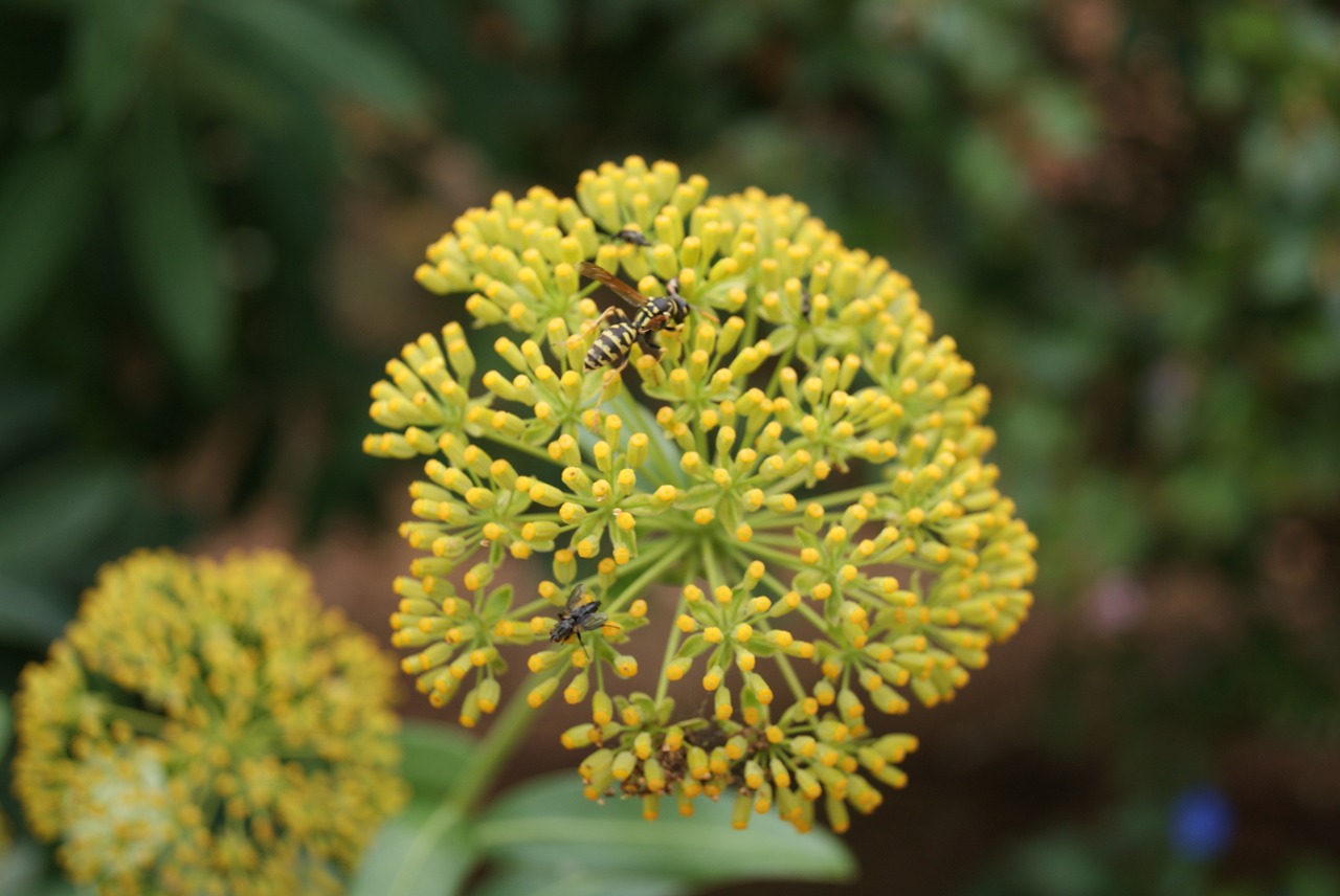 nature  garden  flower free photo