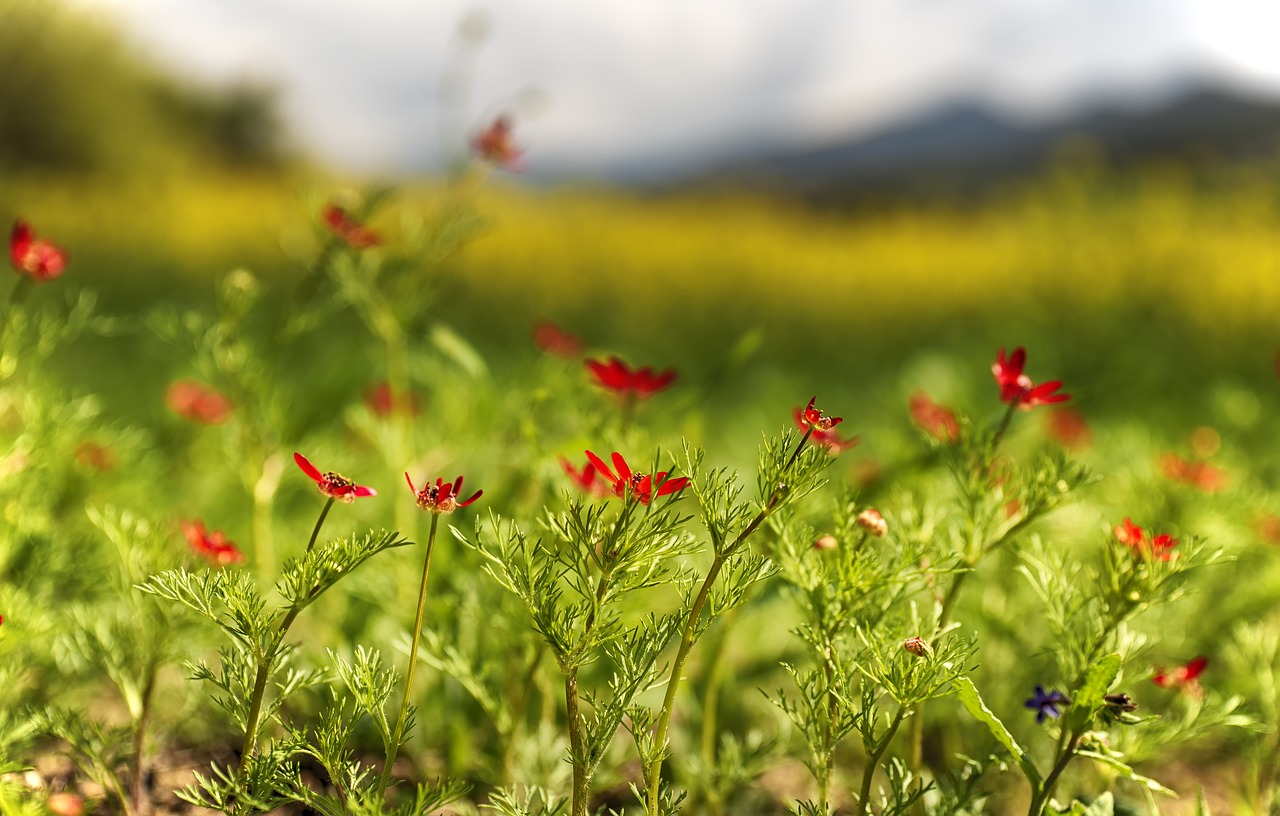 nature  yellow  floral free photo