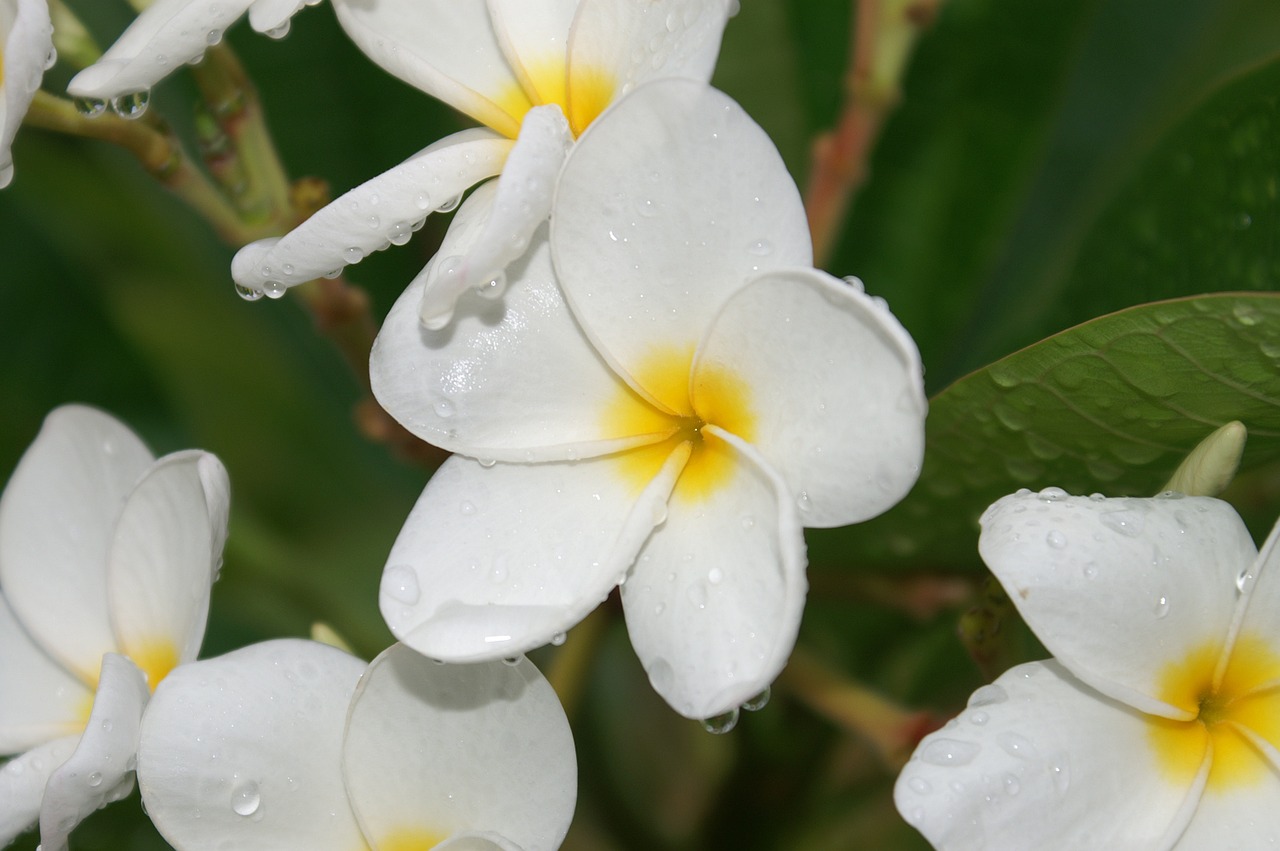 nature flowers summer free photo