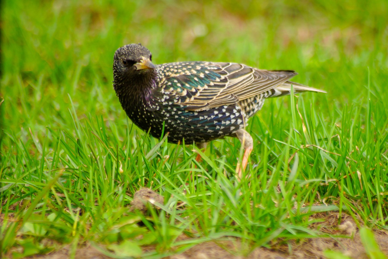 nature  bird  thrush free photo