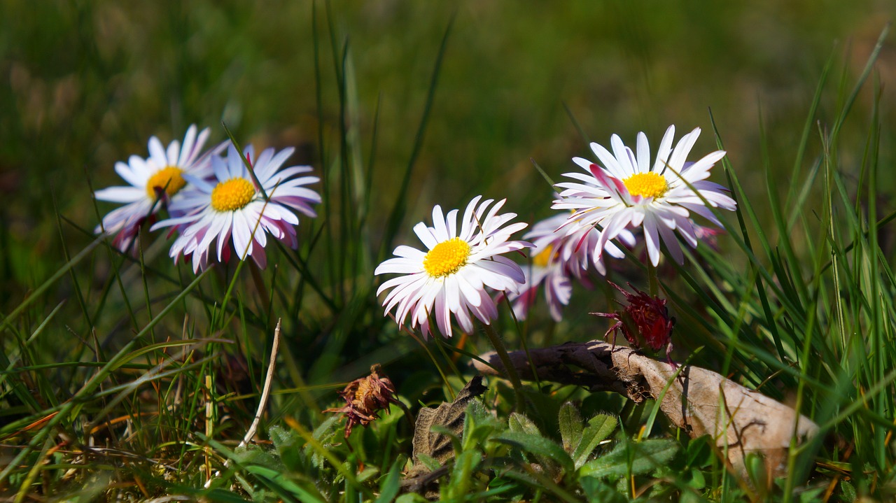 nature  plants  flowers free photo