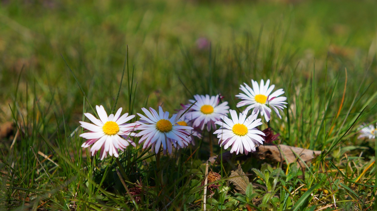 nature  plants  flowers free photo