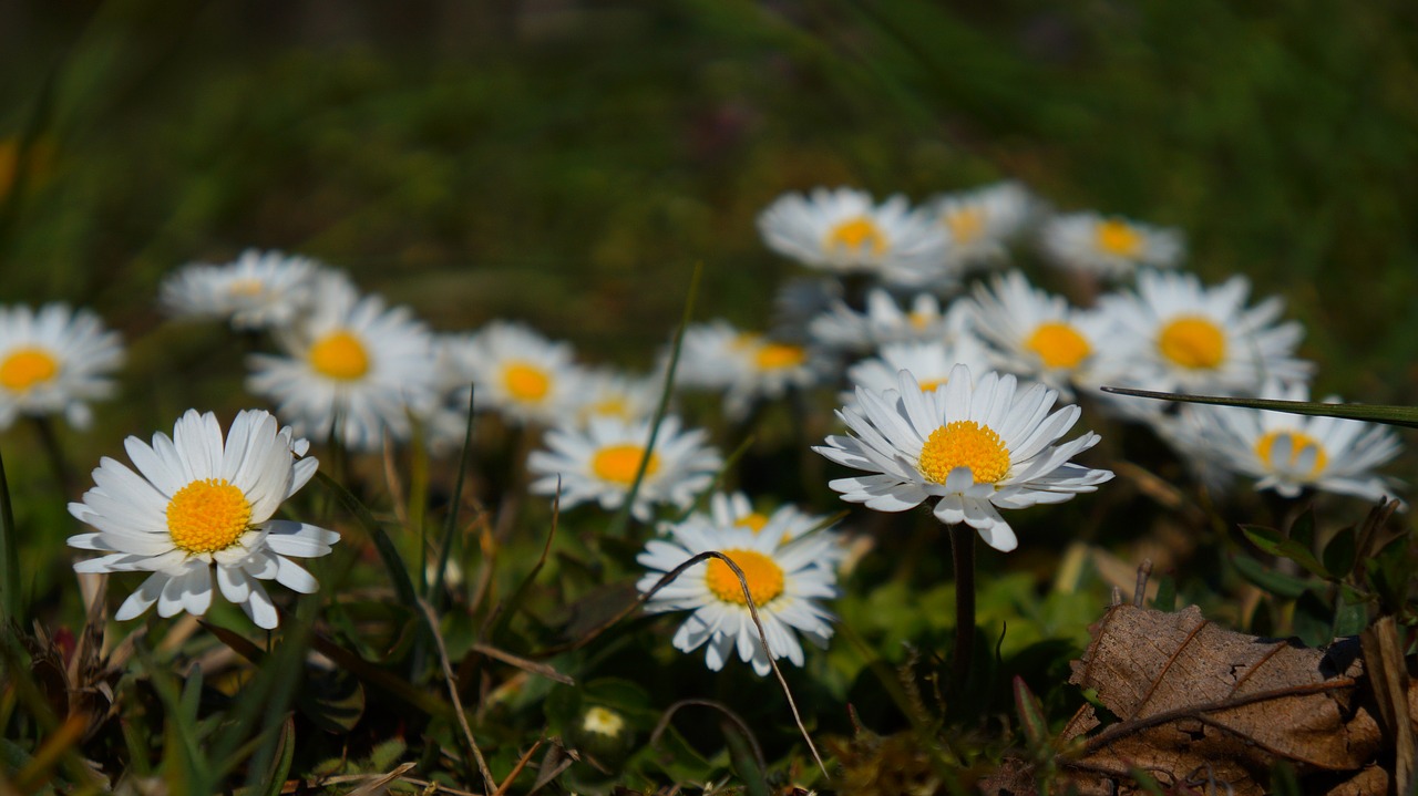 nature  plants  flowers free photo