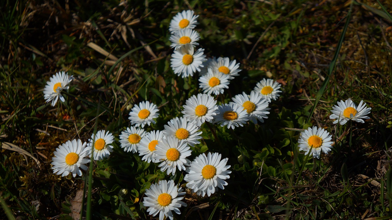 nature  plants  flowers free photo