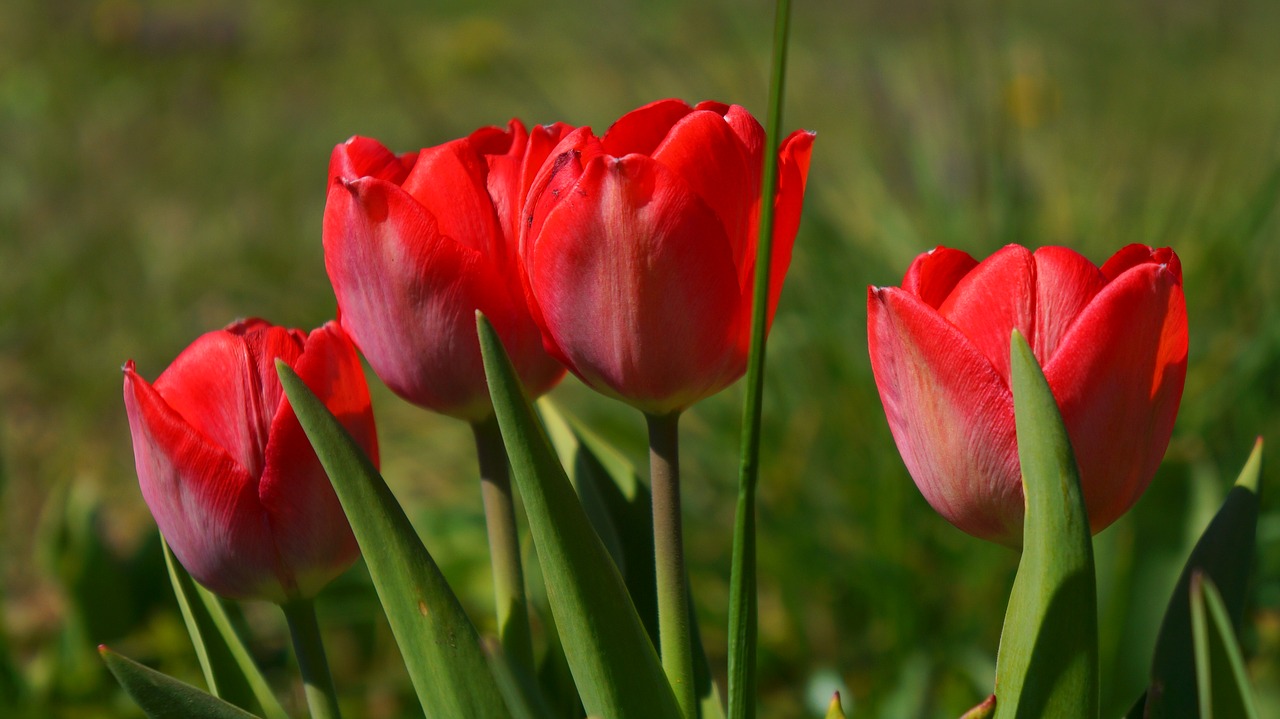 nature  plants  flowers free photo