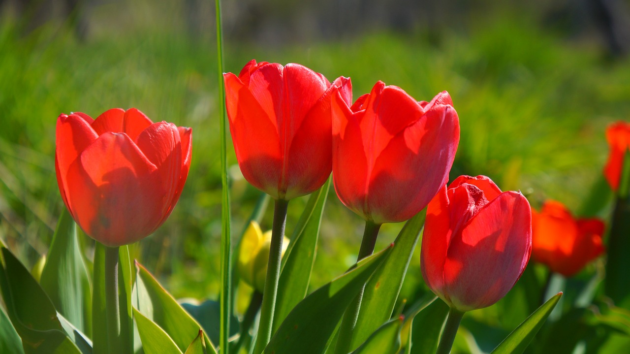 nature  plants  flowers free photo